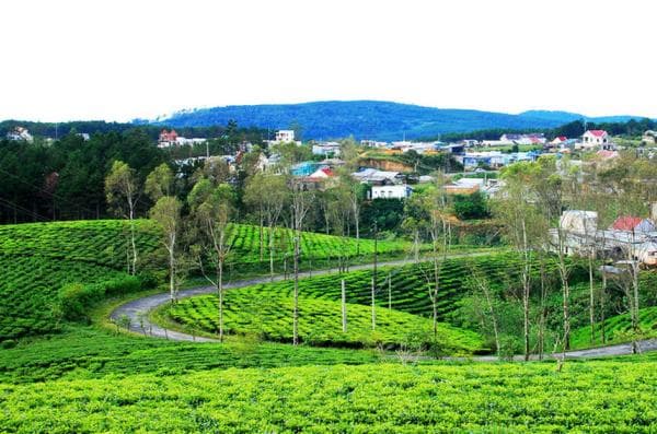 Đồi chè Cầu Đất