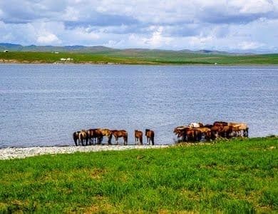 Tour khám Phá Thảo Nguyên Xanh Mông Cổ Ulaanbaatar – Terelj Park – Mini Gobi – Kharkhorin – Orkhon – Ugii Lake 8N7D - hình 5